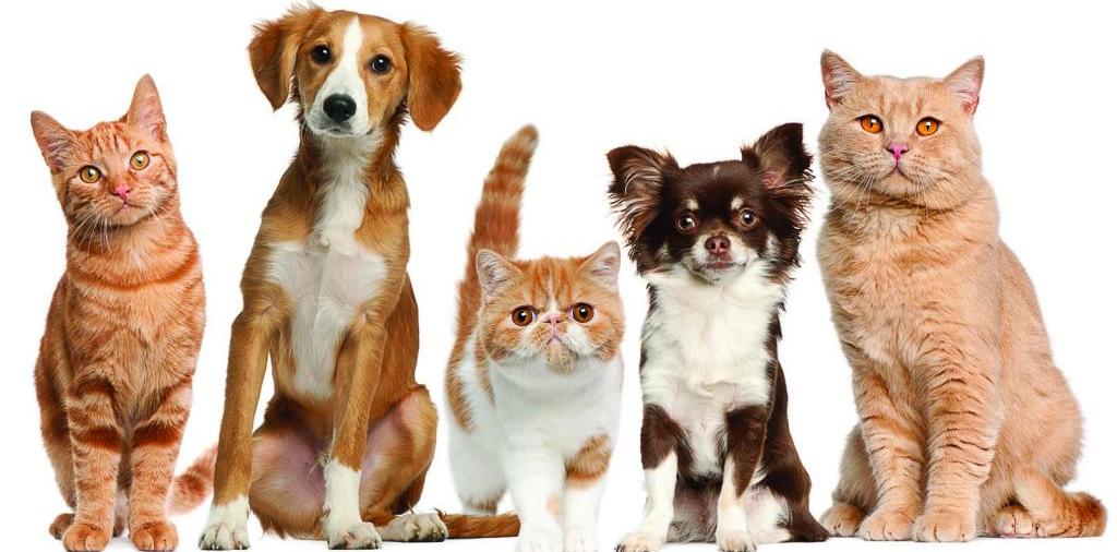 Доска объявлений о животных | ЗооТом - продажа, вязка и услуги для животных в Прасковее
