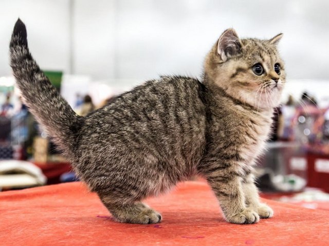 Породы кошек в Прасковее | ЗооТом портал о животных