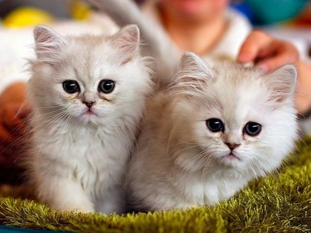 Породы кошек в Прасковее | ЗооТом портал о животных
