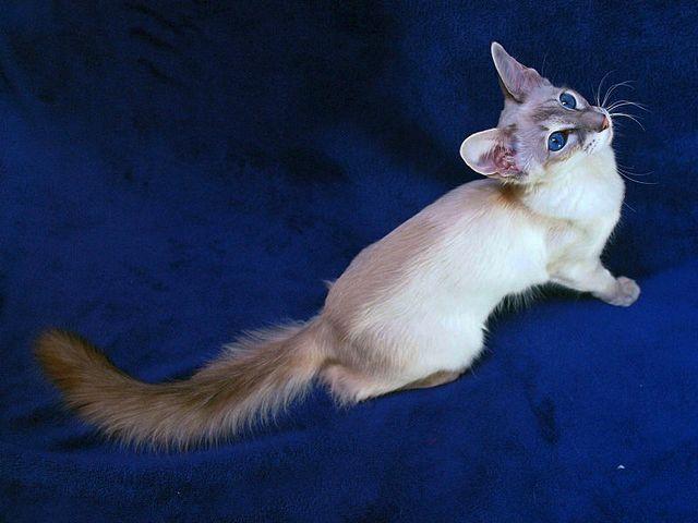 Выведенные породы кошек в Прасковее | ЗооТом портал о животных