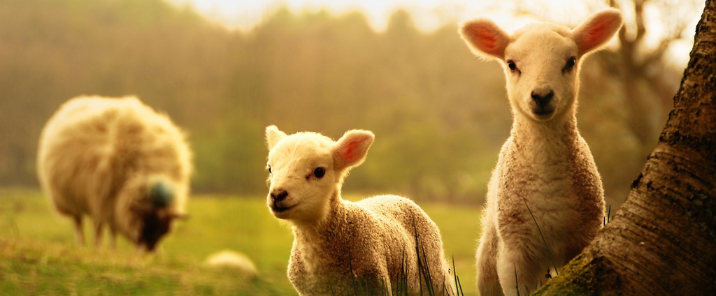 Объявления о сельскохозяйственных животных | ЗооТом - продажа, вязка и услуги для животных в Прасковее