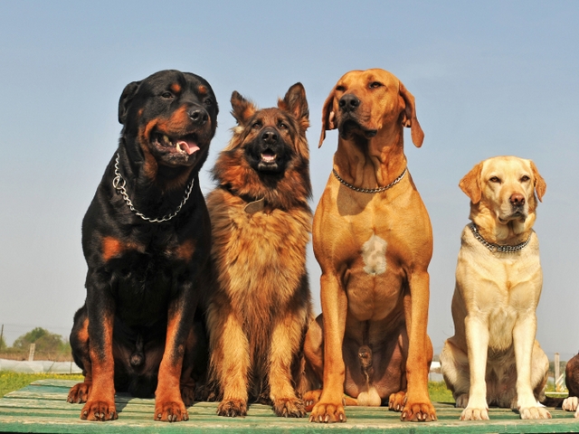 Крупные породы собак в Прасковее | ЗооТом портал о животных